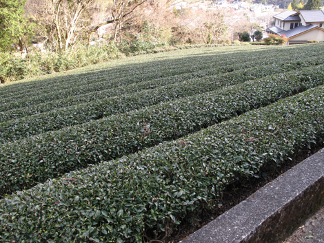 20160121hike (392)